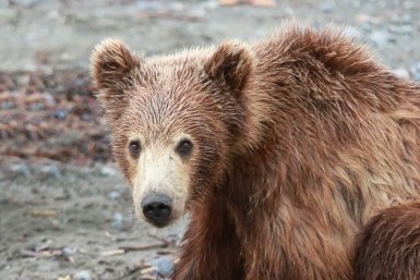 Косолапые закрыли тропы: где в 2026 году не пускают туристов из-за нашествия медведей